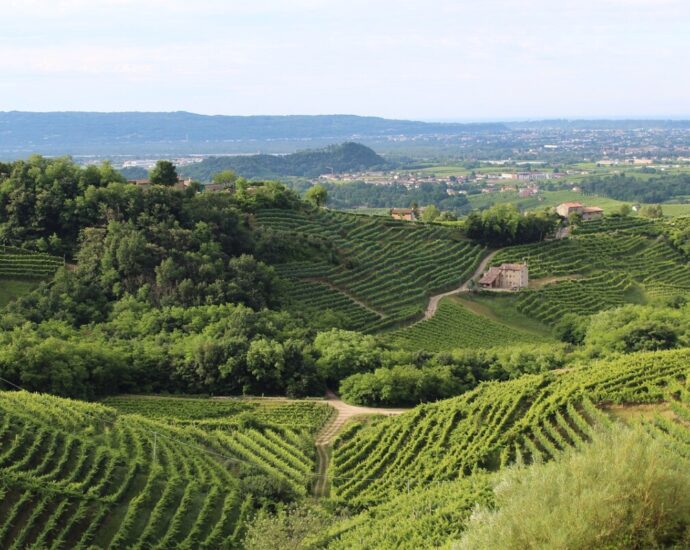 Wijnregio's van Italië wijnstreek
